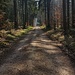 Weiter gehts durch den Wald zum Engeweiher