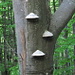 Im Abstieg Richtung Cagenasca: Baumpilze<br />[http://www.hikr.org/gallery/photo120117.html?post_id=12980#1 Hier dieselben Pilze ein Jahr zuvor].