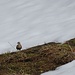 Der Mornellregenpfeifer ist in der roten Liste und es gibt nur wenige Nachweise über Bruten in der Schweiz. Wünsche dem Vogel, dass es gelingt