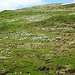 Krokusmeer auf dem Hüttlisboden