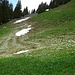 Vielen dieser Krokusse hat wohl der letzte Schneefall zugesetzt. Nur die, die erst gerade ausgetrieben haben, sind sehr schön 