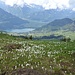 Gulme Ende Mai, Krokusse, Schnee, darunter der Walensee