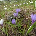 Schön durchmischt: weisse und violette Krokusse