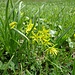Filigranere Blättchen als bei der Blüte des Gelbsterns kann man sich kaum vorstellen