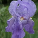 Iris barbata. 