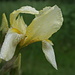 Iris pseudacorus.