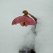 <b>Elleboro</b> o <b>Rosa di Natale</b> (Helleborus niger) fotografato sui fianchi della Grona.