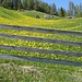 Dandelion pasture.