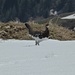 Sometimes the camouflage works even when some of the snow is gone.<br />This is the male ptarmigan (Schneehuhn/Lagopus).