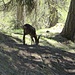 A deer in the forest.