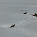 The marmots are wondering why the winter is not over yet.