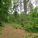 Unterwegs auf dem Limeswanderweg von Mainhardt zur Hankertsmühle