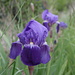 Iris sibirica. 