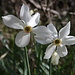 Narcissus poeticus. 