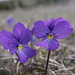 Viola tricolor.