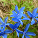 Statt Sonne schöne Blumen, bei Sonne noch schöner: Frühlingsenzian (Gentiana verna)
