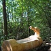 Nuova fontana in legno massello posta poco dopo i Monti di Nava...<br />L'acqua è proprio buona!