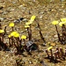 Coltsfoot/Huflattich/<i>Tussilago farfara</i> growing in shallow water from a small stream.