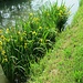 Eccoli qui, siamo venuti lungo il Naviglio di Bereguardo anche per vedere i giaggioli acquatici (o iris delle paludi - iris pseudacorus L.) che a maggio fioriscono numerosi e che appartengono alla  famiglia delle iridacee.