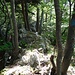 Faltenjura! Fast senkrechte Gesteinsschichten. Am Baum vorne rechts ist eine blaue Markierung zu erkennen.