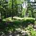 Schleppweg in der Nordflanke des Dielenbergs.