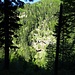 Der Momilchgubel auf der andern Talseite