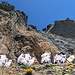 Blick beim Berggasthaus Äscher die Felswand nach oben
