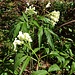 Noch letzte Blüten der Kitabel Zahnwurz im Wald nach der Ferchwand