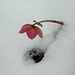 <b>Rosa di Natale</b> (Helleborus niger) fotografata in un canalone della Grona.