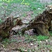 Tanz der Dämonen