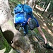 Wurzelkraxelei am Guntliberg