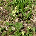 English name: cowslip, common cowslip, cowslip primrose<br />German name: Schlüsselblume<br />Latin name: <i>Primula veris</i>