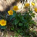 English name: Marsh-marigold<br />German name: Sumpfdotterblume<br />Latin name: <i>Caltha palustris</i>