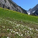 Sobald der Schnee weg ist, blühen die Krokusse - kurz vor der Alp Tesel