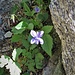 Viola reichenbachiana Boreau
Violaceae

Viola silvestre
Violette des forets
Wald-Veilchen