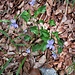 Viola reichenbachiana Boreau
Violaceae

Viola silvestre
Violette des forets
Wald-Veilchen 