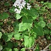 Lunaria rediviva L.
Brassicaceae

Lunaria comune
Lunaire vivace
Wilde Mondviole, Ausdauernde Mondviole