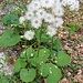 Petasites albus (L.) Gaertn.
Asteraceae

Farfaraccio bianco
Pétasite blanc
Weisse Pestwurz