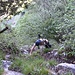 Jacky im steilen Aufstieg im Hochchopfwald