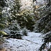 leichter Neuschnee im Wald