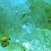 goyazite (fosfato di stronzio) primo e unico ritrovamento in Ticino: Pinaderio (analisi 08 2018) foto 8mm.<br />L'ho trovato nel 1996.