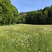 ob Höfli - im heute typischen Gelände: Blumenwiesen und Wald