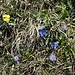 Frühlingscocktail - Erika, Kugelblume, Aurikel und Enzian, alles auf kleinstem Raum 