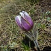Anemone pulsatilla