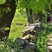"Edelweiss Run"  - https://www.edelweissrun.it/edelweissrun/percorso