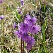 Soldanella alpina