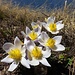 Anemone pulsatilla