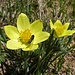 Pulsatilla alpina