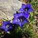 Gentiana acaulis