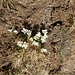 Bleamal! Der Frühling kommt!